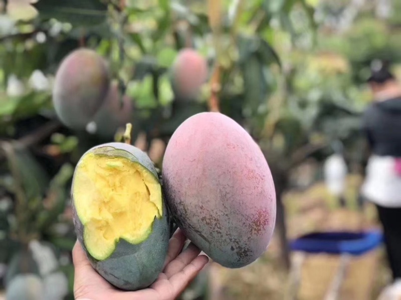 凯特芒果