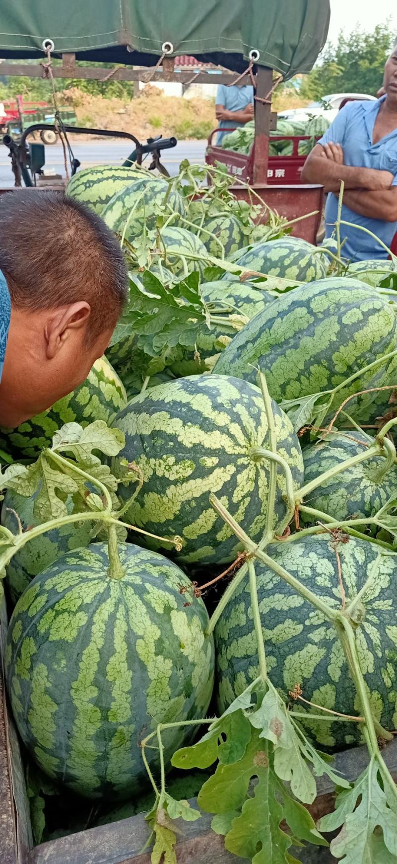 兴安花皮西瓜，口感**棒，甜过小三，胜货初恋