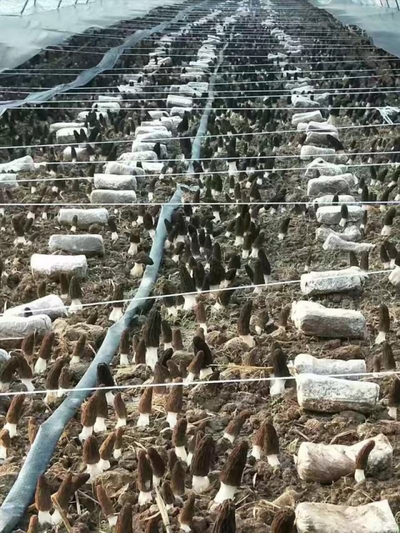 羊肚菌菌种一亩400斤种，免费提供技术支持市场价回收产品