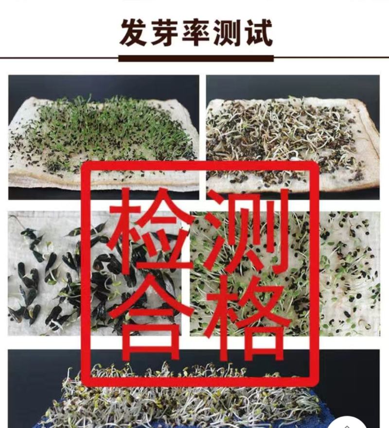 推荐山东章丘区高巨白大葱甜脆葱种子送栽培技术书