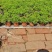 绿叶佛甲草双色盆绿叶佛甲草绿地匍匐屋顶绿化