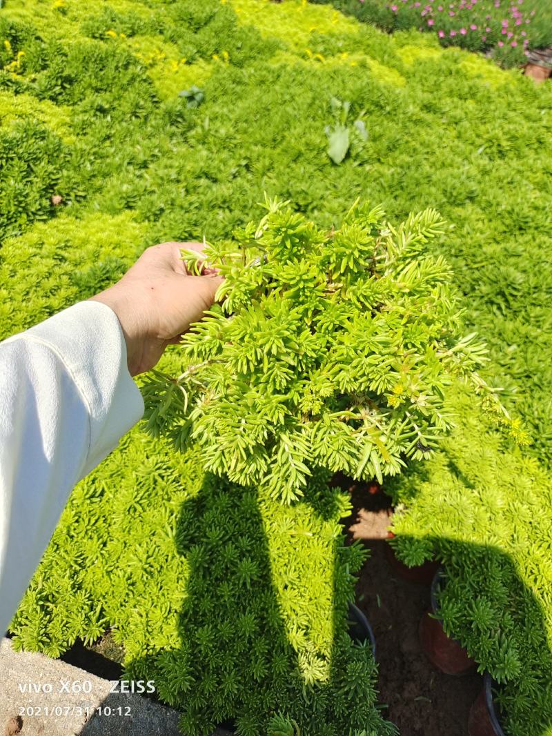 绿叶佛甲草双色盆绿叶佛甲草绿地匍匐屋顶绿化