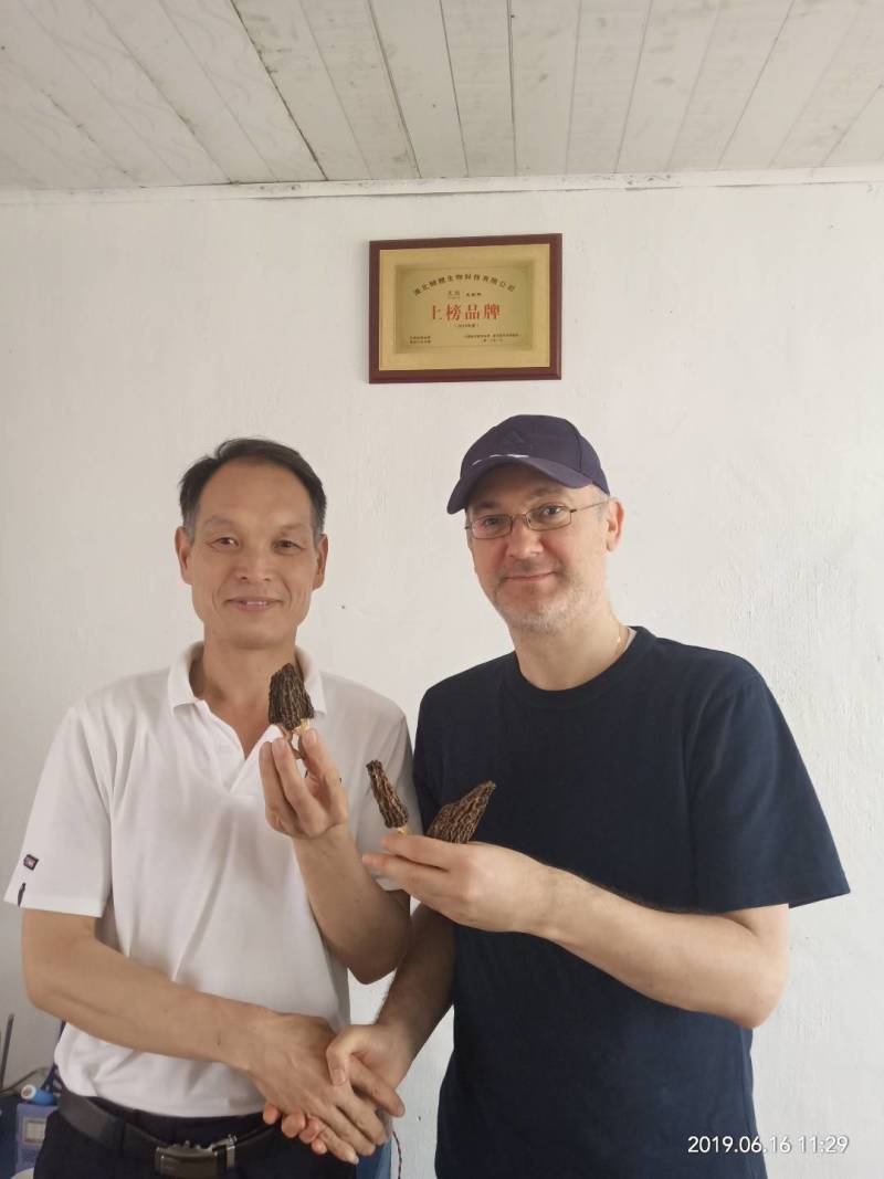 羊肚菌菌种一亩400斤种，免费提供技术支持市场价回收产品