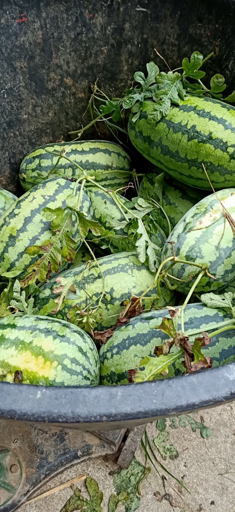 兴安花皮西瓜，口感**棒，甜过小三，胜货初恋