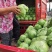 【精品甘蓝】甘蓝21】产地发货价位便宜量大从优