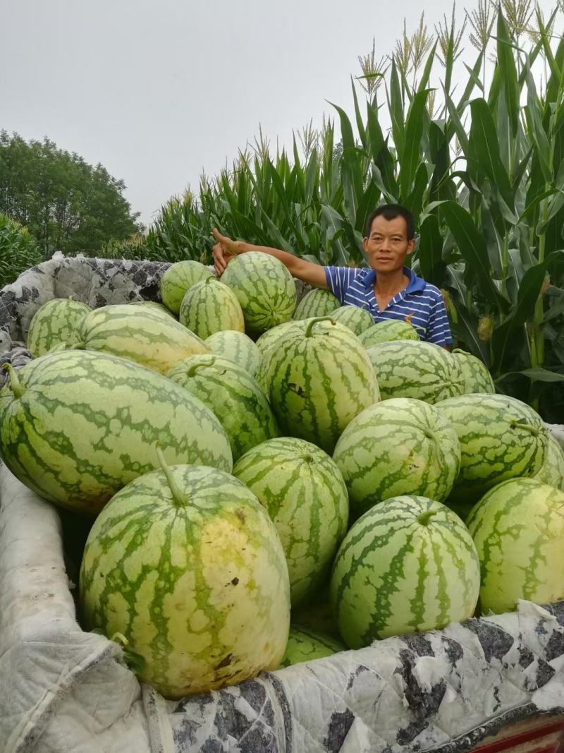 湖北精品【金城5号西瓜】双红瓤，口感甜，皮硬耐运输