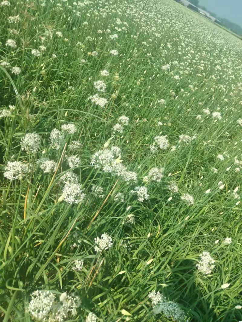 鲜韭菜花新鲜韭菜花，货量充足，欢迎加工厂老板联系。！