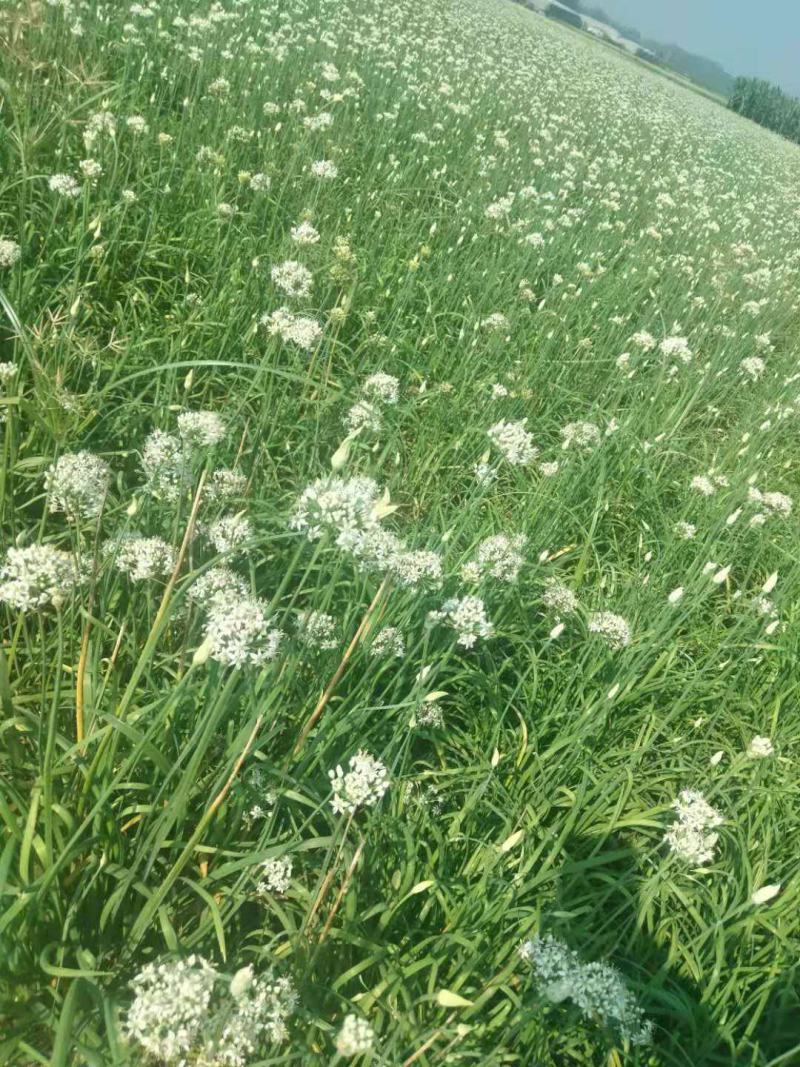 鲜韭菜花新鲜韭菜花，货量充足，欢迎加工厂老板联系。！
