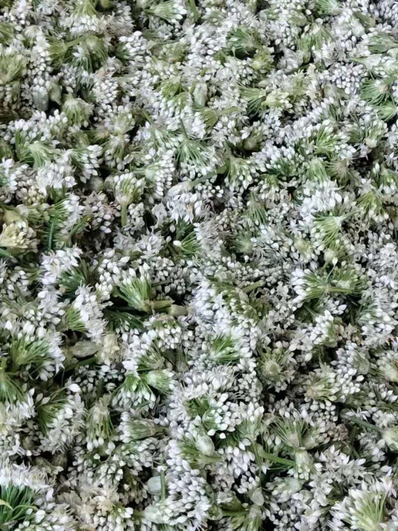 鲜韭菜花新鲜韭菜花，货量充足，欢迎加工厂老板联系。！