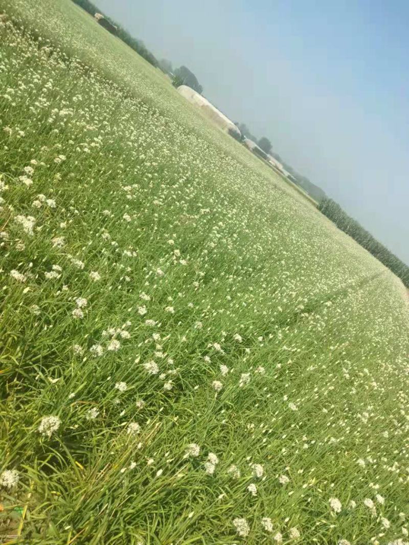 鲜韭菜花新鲜韭菜花，货量充足，欢迎加工厂老板联系。！