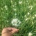 鲜韭菜花新鲜韭菜花，货量充足，欢迎加工厂老板联系。！