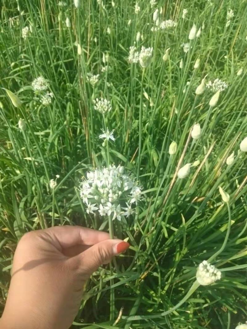 鲜韭菜花新鲜韭菜花，货量充足，欢迎加工厂老板联系。！