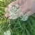 鲜韭菜花新鲜韭菜花，货量充足，欢迎加工厂老板联系。！