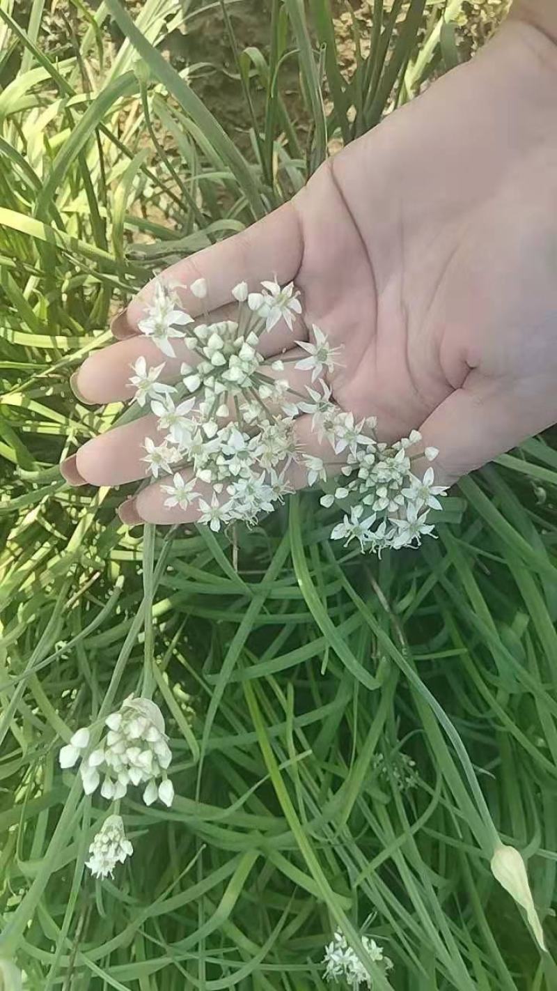 鲜韭菜花新鲜韭菜花，货量充足，欢迎加工厂老板联系。！