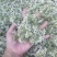 鲜韭菜花新鲜韭菜花，货量充足，欢迎加工厂老板联系。！