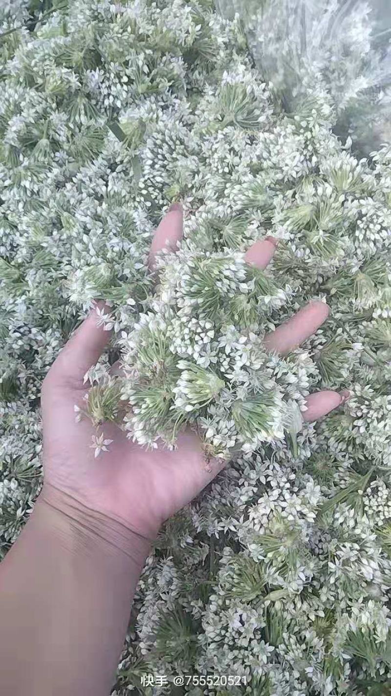 鲜韭菜花新鲜韭菜花，货量充足，欢迎加工厂老板联系。！