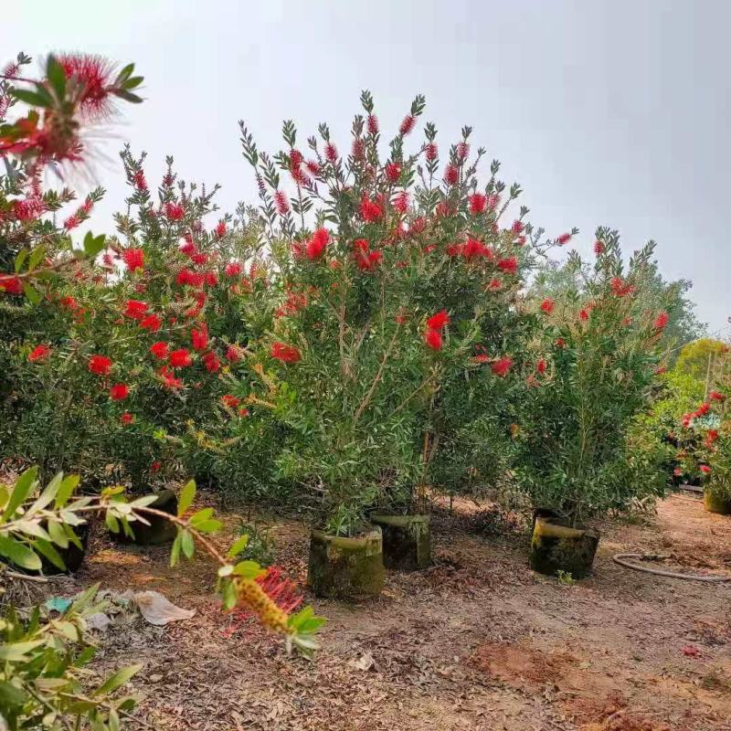 美花红千层硬叶美植袋福建自家基地大量供应