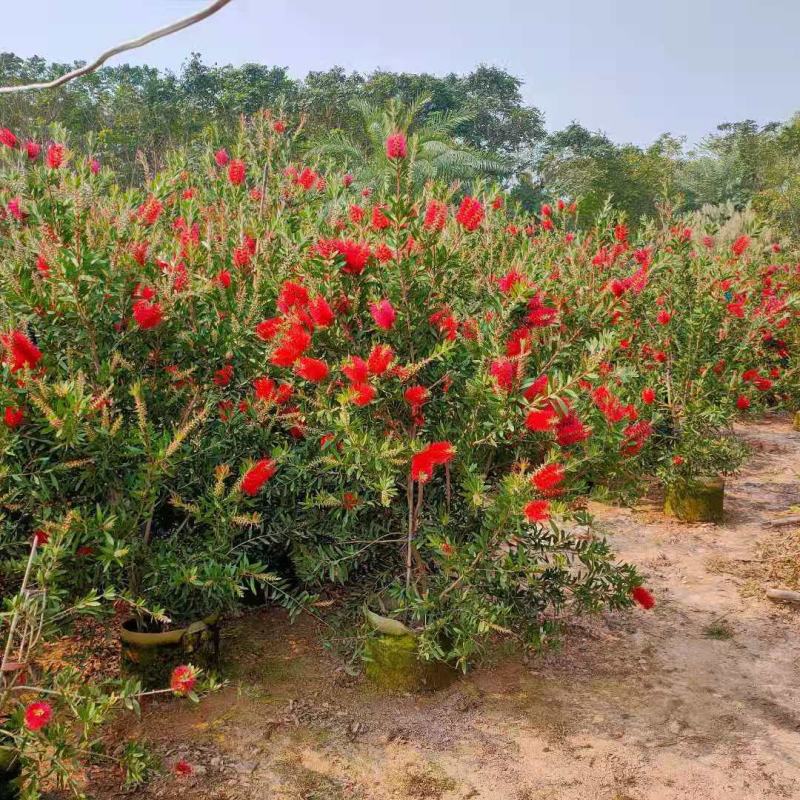 美花红千层硬叶美植袋福建自家基地大量供应