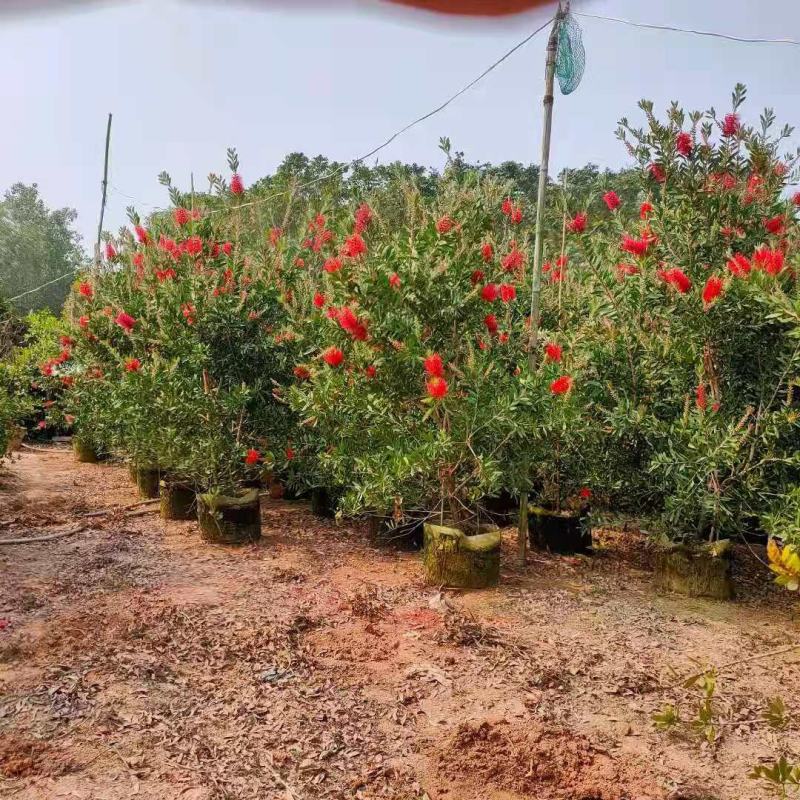 美花红千层硬叶美植袋福建自家基地大量供应