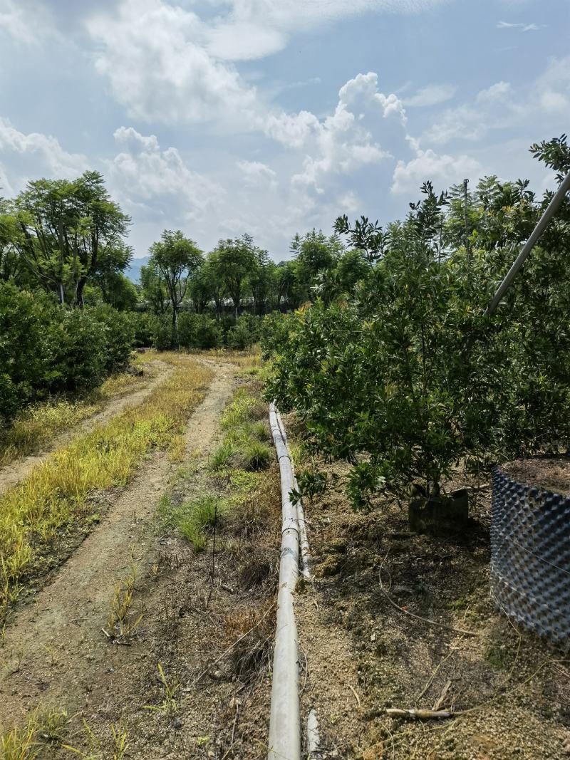 美花红千层硬叶美植袋福建自家基地大量供应