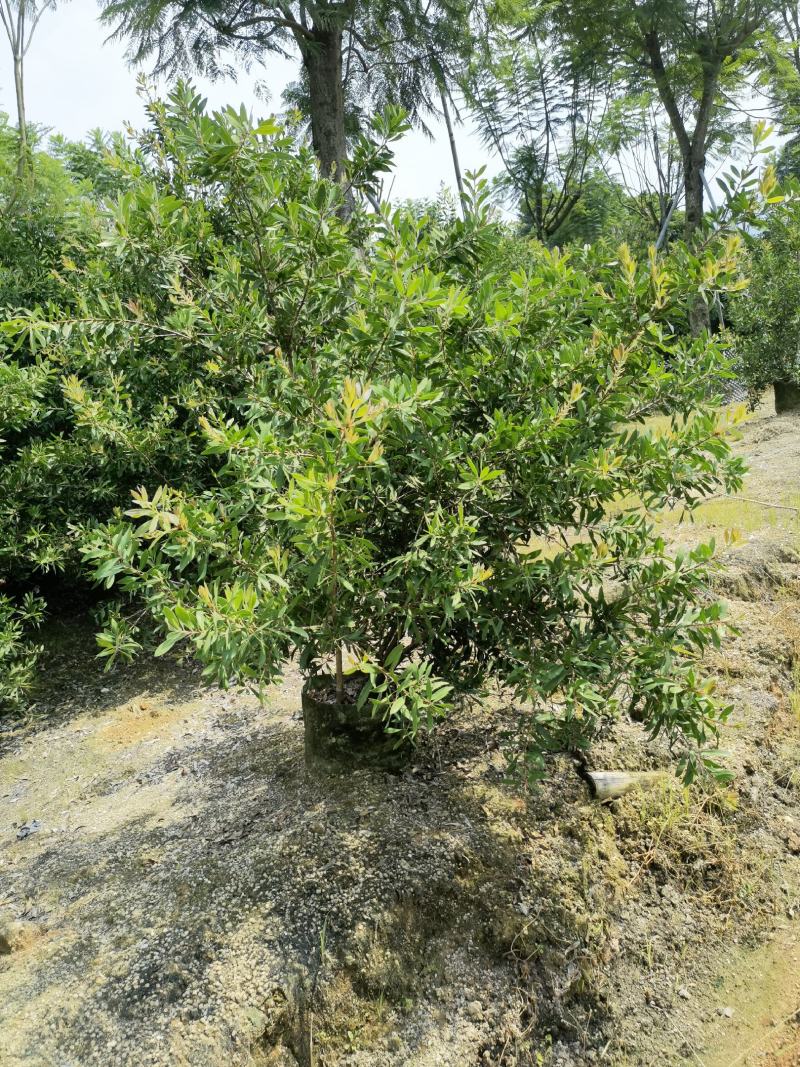 美花红千层硬叶美植袋福建自家基地大量供应