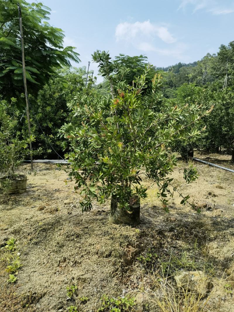 美花红千层硬叶美植袋福建自家基地大量供应
