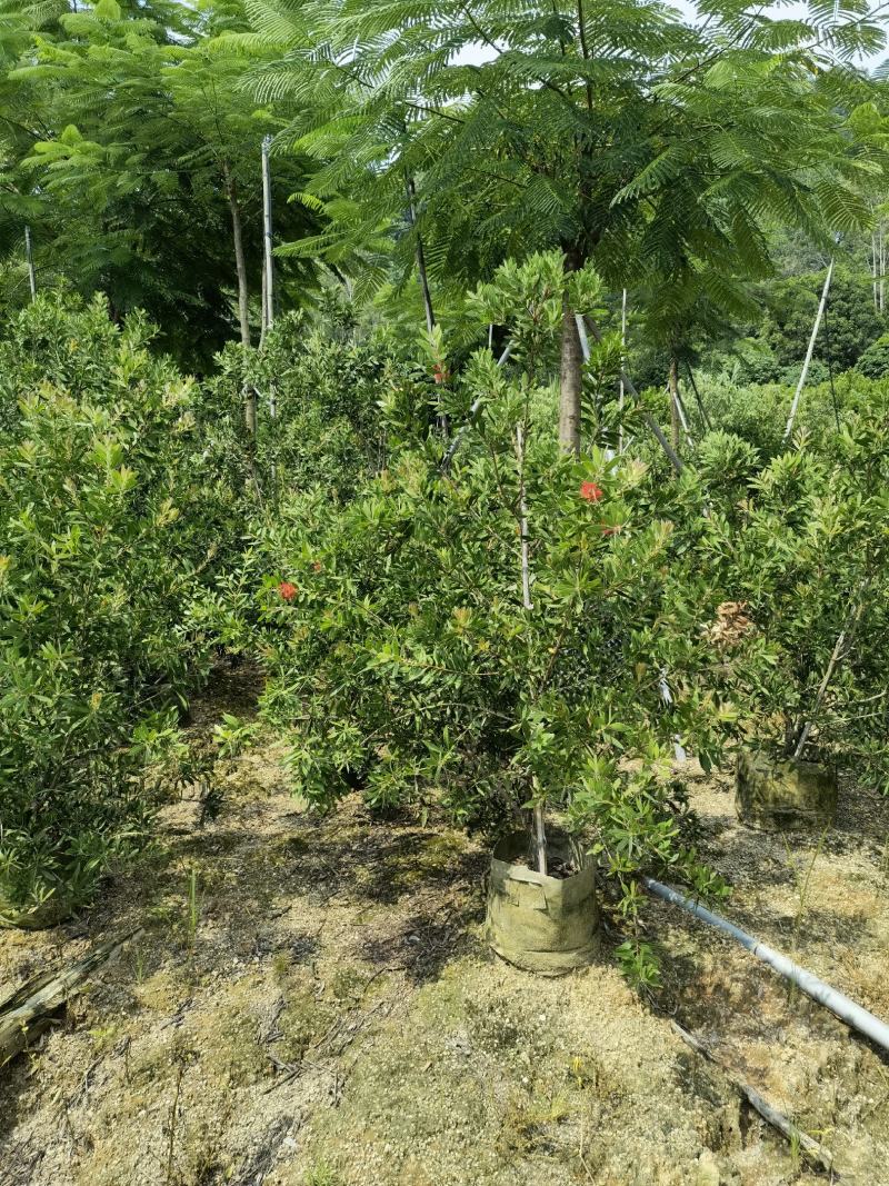 美花红千层硬叶美植袋福建自家基地大量供应