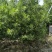 美花红千层硬叶美植袋福建自家基地大量供应