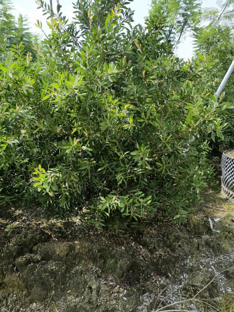 美花红千层硬叶美植袋福建自家基地大量供应