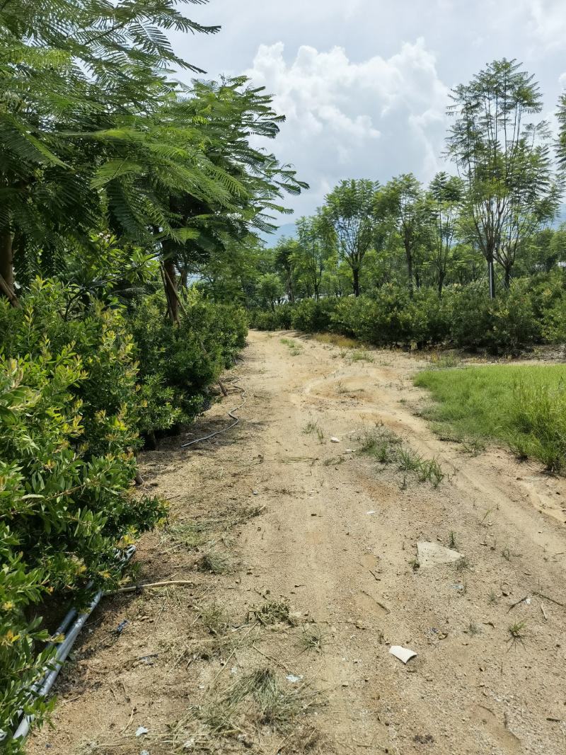 美花红千层硬叶美植袋福建自家基地大量供应