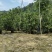 美花红千层硬叶美植袋福建自家基地大量供应