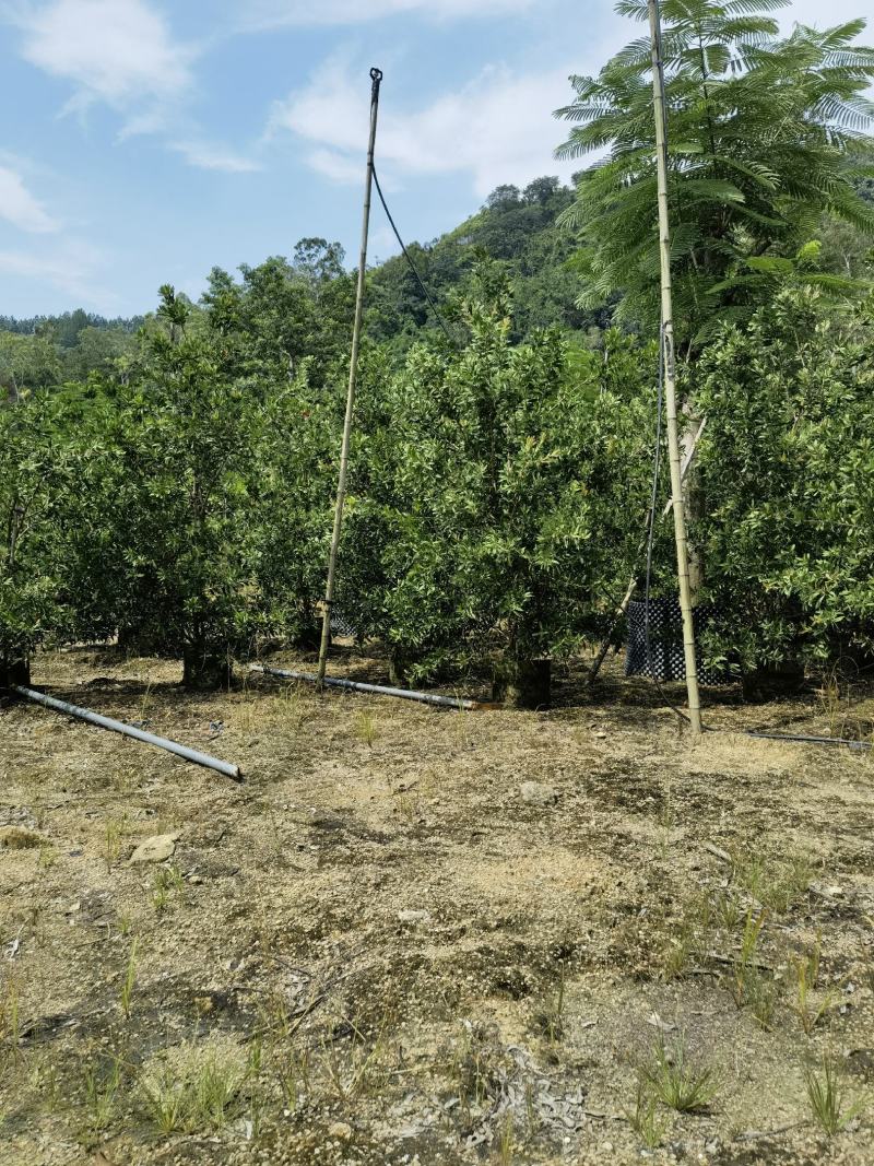美花红千层硬叶美植袋福建自家基地大量供应