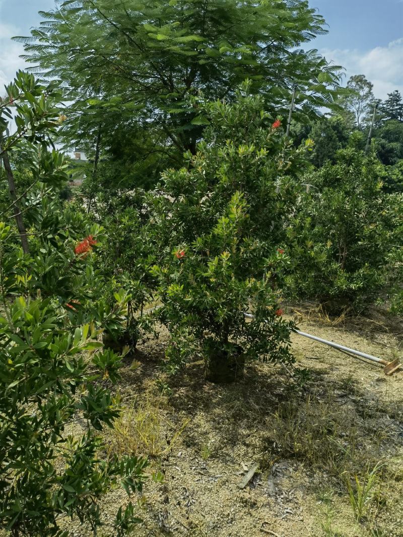 美花红千层硬叶美植袋福建自家基地大量供应