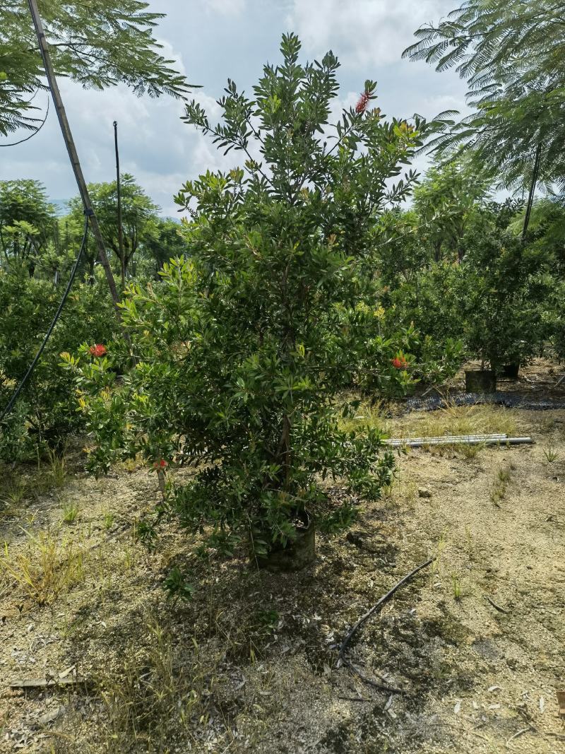 美花红千层硬叶美植袋福建自家基地大量供应