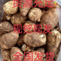 山东芋头，毛芋头8520大量上市全国发货，质优价廉