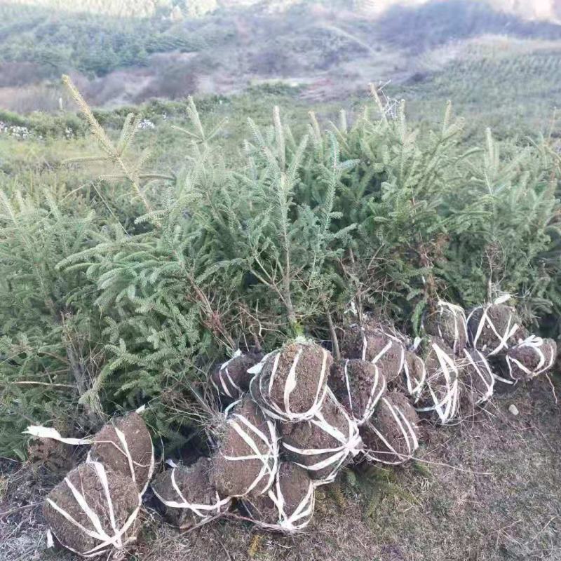 杯苗云杉50公分起步诚信经营基地直发。质量保证。量大从优