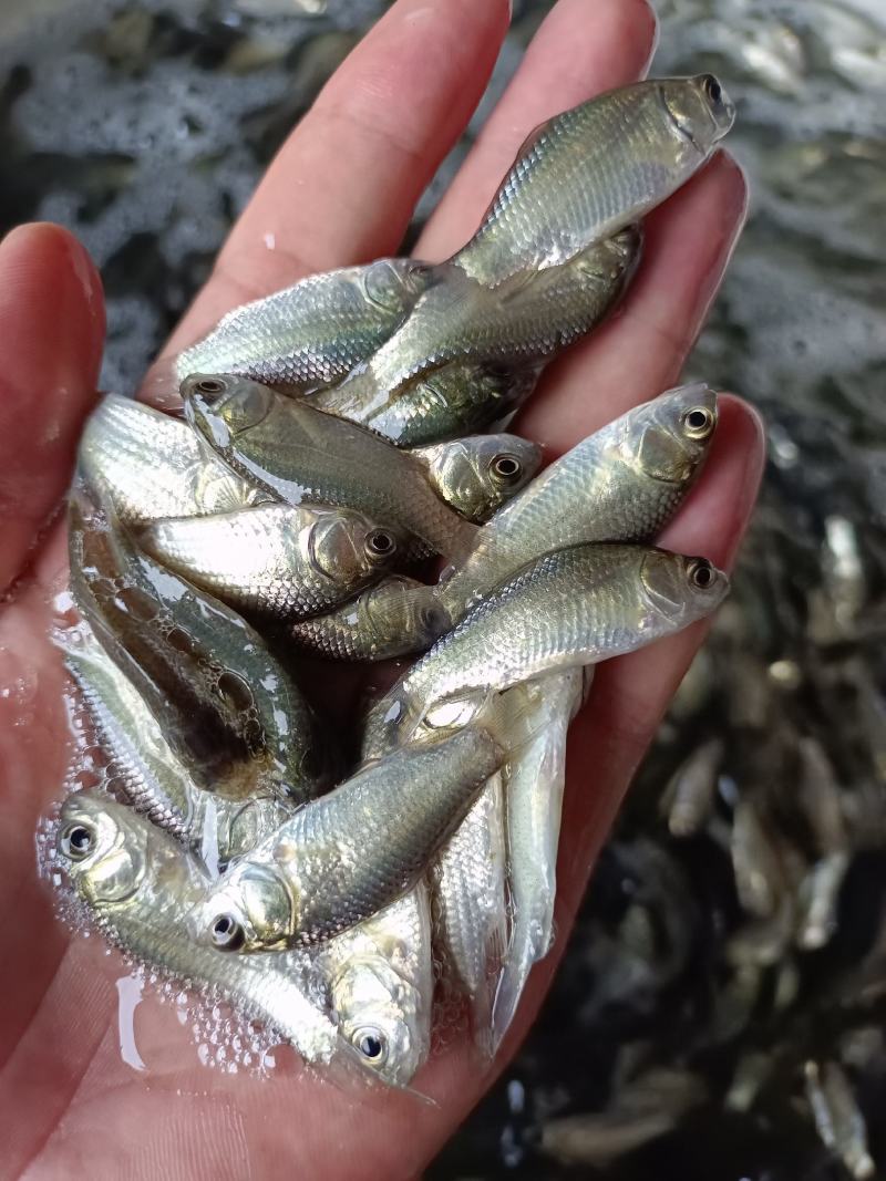 鲫鱼苗.中科.3号.高抗青龙鲫，大板鲫鱼苗，一手货源