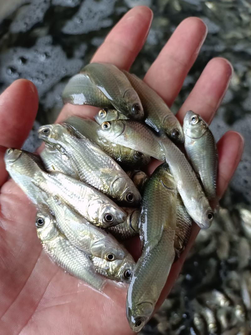 鲫鱼苗.中科.3号.高抗青龙鲫，大板鲫鱼苗，一手货源