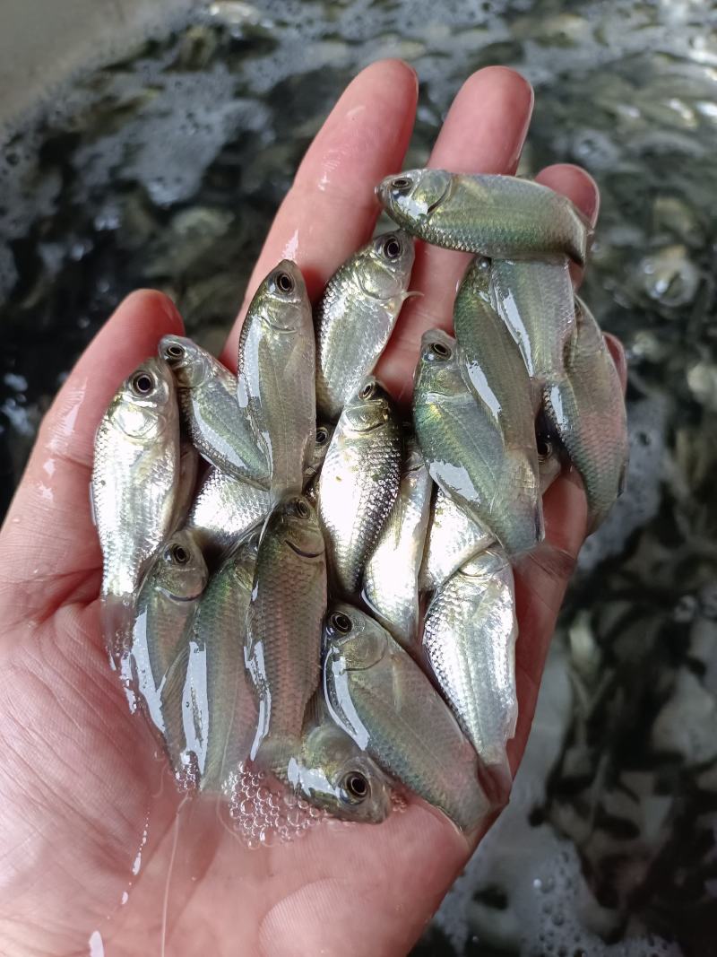 鲫鱼苗.中科.3号.高抗青龙鲫，大板鲫鱼苗，一手货源