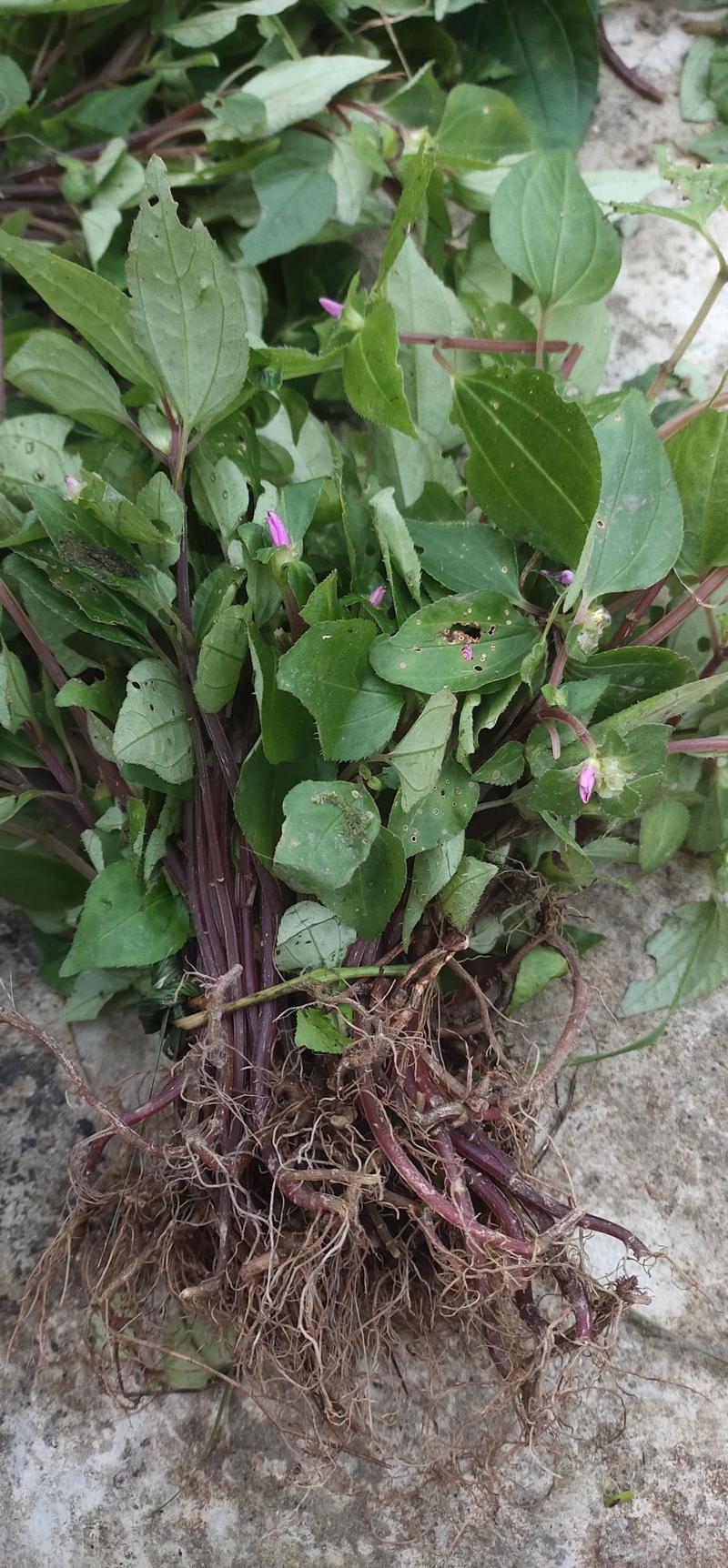 野生风柜斗草楮头红风鼓草干货