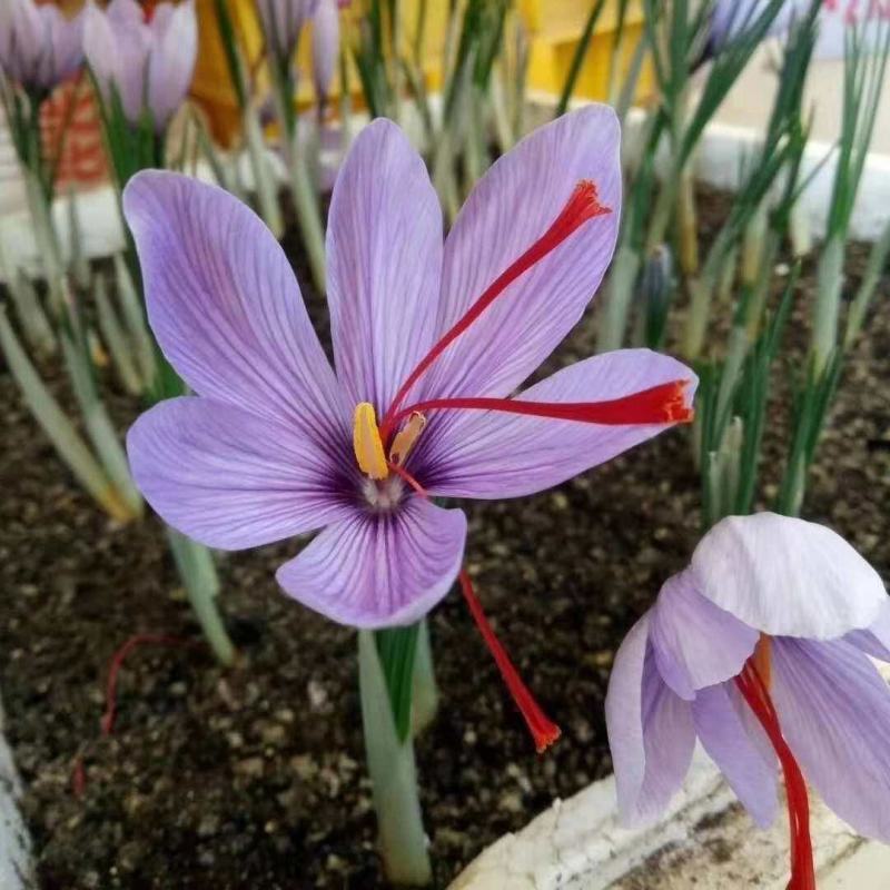 藏红花种球食用药用番红花大球多年生藏红花种球基地直发包邮