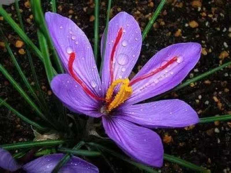 藏红花种球食用药用番红花大球多年生藏红花种球基地直发包邮