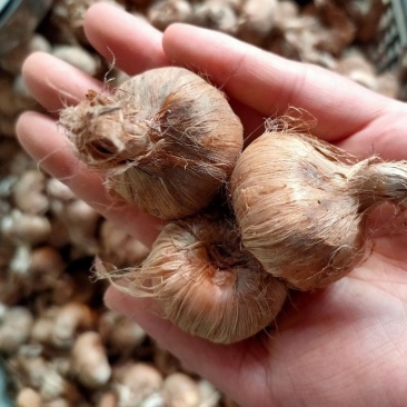 藏红花种球食用药用番红花大球多年生藏红花种球基地直发包邮