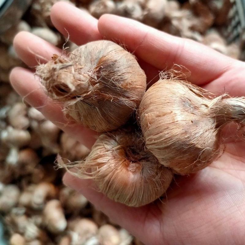藏红花种球食用药用番红花大球多年生藏红花种球基地直发包邮