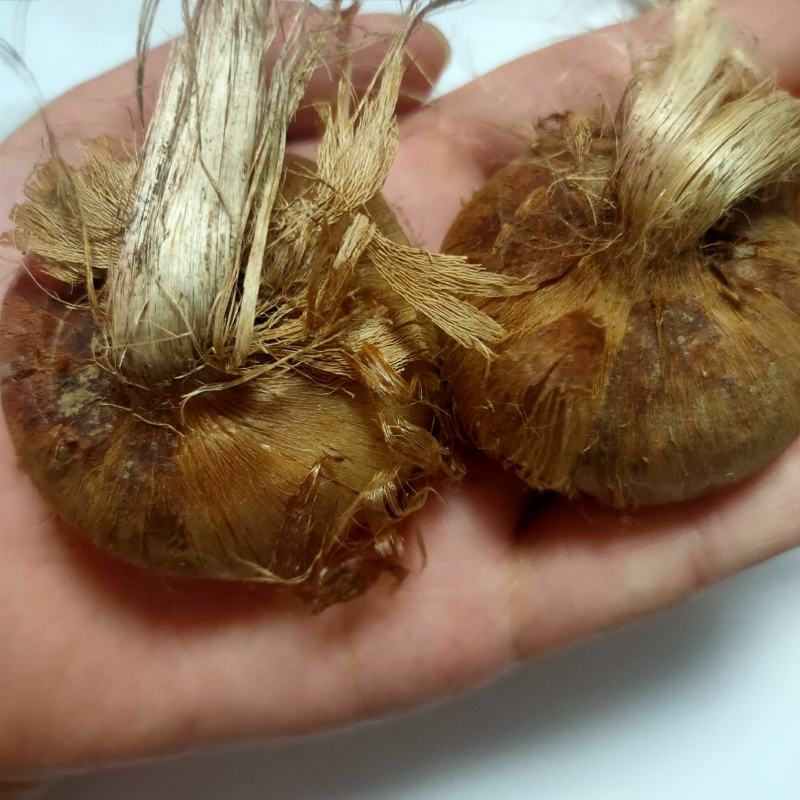 藏红花种球食用药用番红花大球多年生藏红花种球基地直发包邮