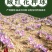 藏红花种球食用药用番红花大球多年生藏红花种球基地直发包邮