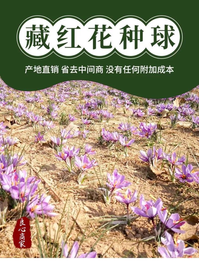 藏红花种球食用药用番红花大球多年生藏红花种球基地直发包邮