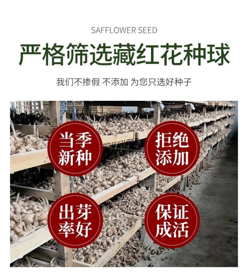 藏红花种球食用药用番红花大球多年生藏红花种球基地直发包邮