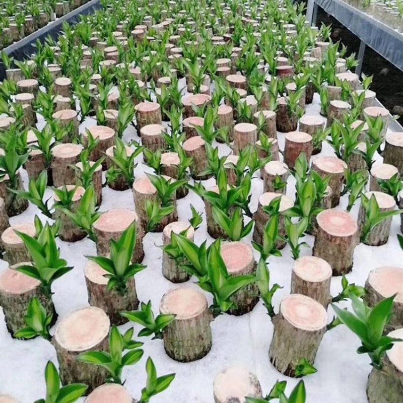 巴西木水培幸运木盆栽格鲁特树人巴西木可开花室内阳台办公