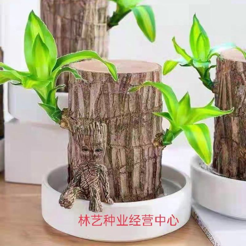 巴西木水培幸运木盆栽格鲁特树人巴西木可开花室内阳台办公